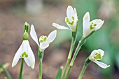 GALANTHUS NIVALIS STARGAZER