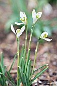 GALANTHUS NIVALIS STARGAZER