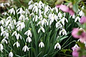 GALANTHUS STRAFFAN