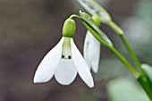 GALANTHUS PANJUTINII