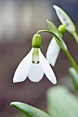 GALANTHUS PANJUTINII