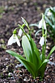 GALANTHUS PANJUTINII