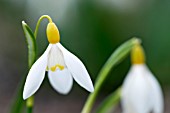 GALANTHUS NIVALIS SANDERSII GROUP CHROME YELLOW