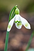 GALANTHUS NIVALIS DUMPY GREEN