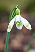 GALANTHUS NIVALIS DUMPY GREEN