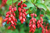 BERBERIS GEORGEI; BARBERRY FRUITS