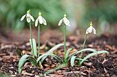 GALANTHUS NIVALIS DUMPY GREEN