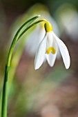 GALANTHUS NIVALIS BOHEMIA GOLD