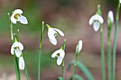 GALANTHUS NIVALIS CHATTERBOX