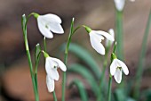 GALANTHUS NIVALIS CHATTERBOX