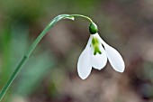 GALANTHUS PLICATUS AMY DONCASTER