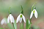 GALANTHUS IKARIAE EMERALD ISLE