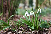 GALANTHUS IKARIAE EMERALD ISLE