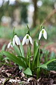 GALANTHUS IKARIAE EMERALD ISLE