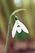 GALANTHUS ELWESII ‘FELLEY PRIORY’