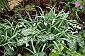 GALANTHUS NIVALIS WONSTON DOUBLE