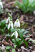 GALANTHUS WORONOWII ELIZABETH STRANGMAN