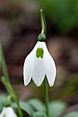 GALANTHUS WORONOWII ELIZABETH STRANGMAN