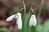 GALANTHUS ELWESII FAIRLIGHT