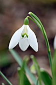 GALANTHUS NIVALIS GOLDHEART