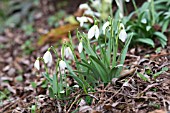 GALANTHUS NIVALIS GOLDHEART