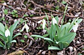 GALANTHUS ELWESII FAIRLIGHT