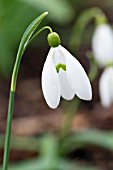 GALANTHUS PLICATUS NUTTS LATE LIME