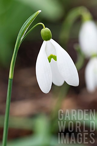 GALANTHUS_PLICATUS_NUTTS_LATE_LIME