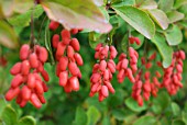 BERBERIS GEORGEI; BARBERRY FRUITS