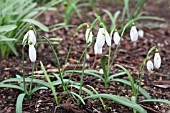 GALANTHUS PLICATUS NUTTS LATE LIME