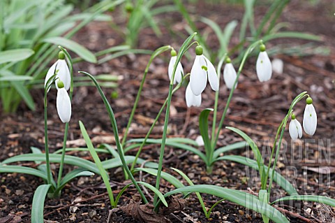 GALANTHUS_PLICATUS_NUTTS_LATE_LIME
