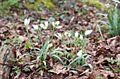 GALANTHUS NIVALIS NECKLESS WONDER