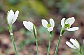 GALANTHUS NIVALIS NECKLESS WONDER