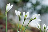 GALANTHUS NIVALIS NECKLESS WONDER