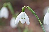 GALANTHUS NIVALIS CHATTERBOX