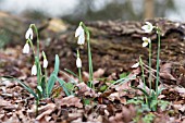 GALANTHUS NIVALIS CHATTERBOX