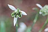 GALANTHUS BALLERINA