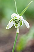 GALANTHUS NIVALIS DONCASTER DOUBLE SCHARLOCK