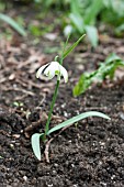 GALANTHUS NIVALIS DONCASTER DOUBLE SCHARLOCK