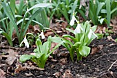GALANTHUS KRASNOVII