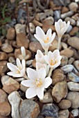 COLCHICUM AUTUMNALE ALBUM, AUTUMN CROCUS