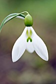 GALANTHUS FIELDGATE SUPERB