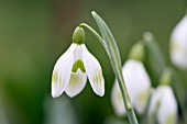 GALANTHUS NIVALIS LA BOHEME