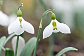 GALANTHUS VALENTINEI JOHN MORLEY