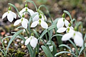 GALANTHUS VALENTINEI JOHN MORLEY