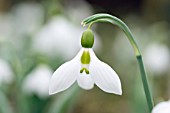 GALANTHUS VALENTINEI JOHN MORLEY