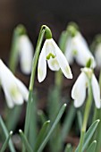 GALANTHUS NIVALIS WOLFGANG