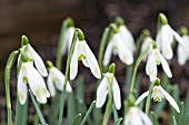 GALANTHUS NIVALIS WOLFGANG