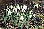 GALANTHUS NIVALIS WOLFGANG