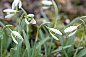 GALANTHUS WAYSIDE